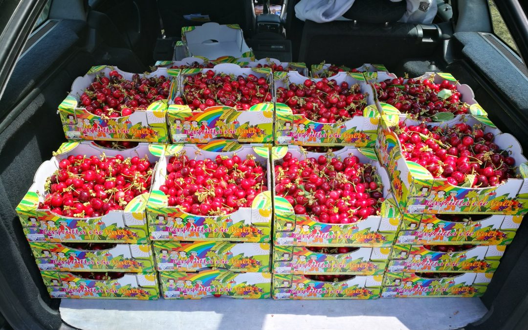 La récolte des cerises 2017