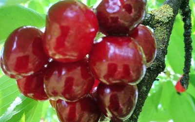Récolte Cerises 2018