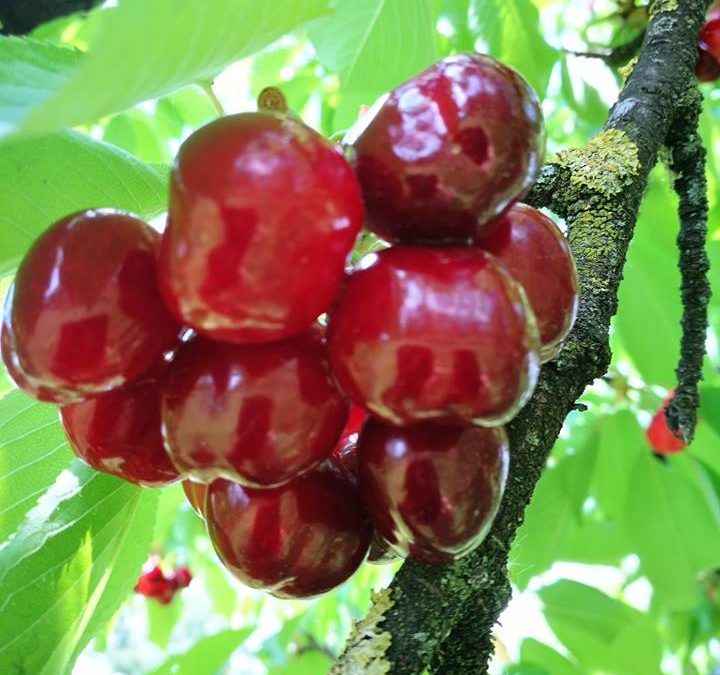 Récolte Cerises 2018